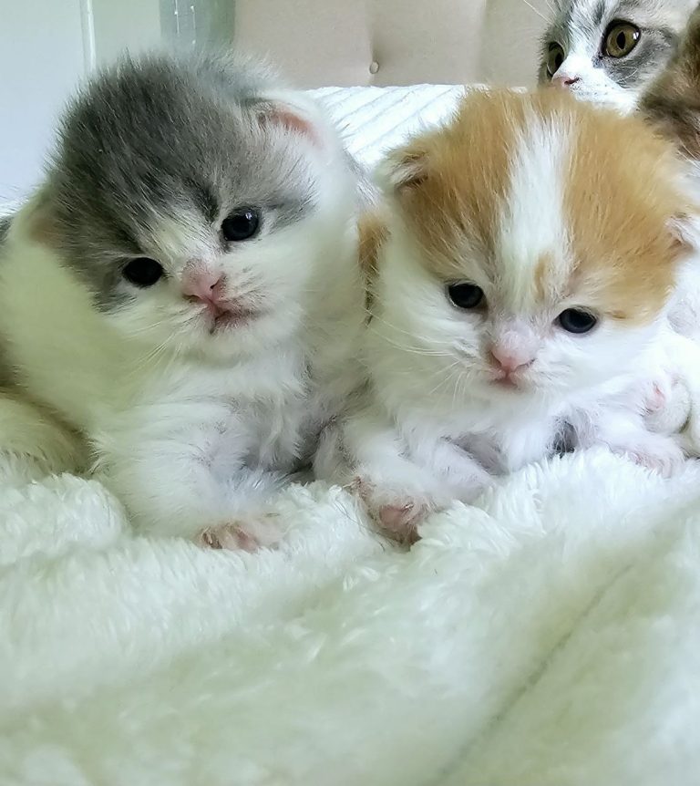 Two Scottish Straight male kittens – blue and white, red and white – from BestOfTheBest cattery in Pennsylvania