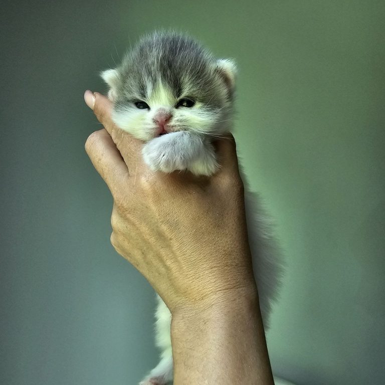 Scottish Straight male kitten with tabby “M” marking on forehead