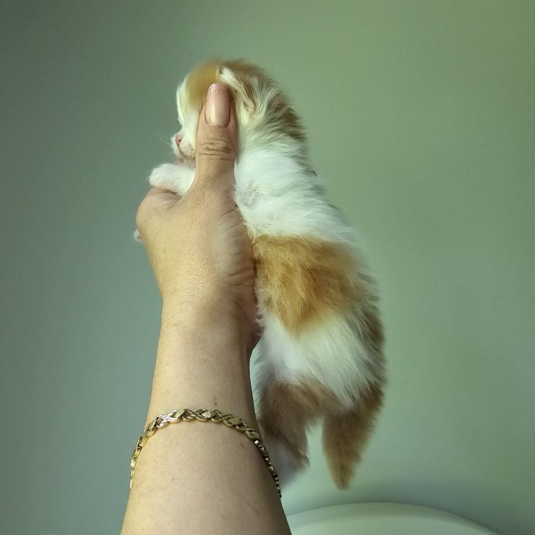 Adorable male Scottish Straight kitten in red tabby and white color held in hand