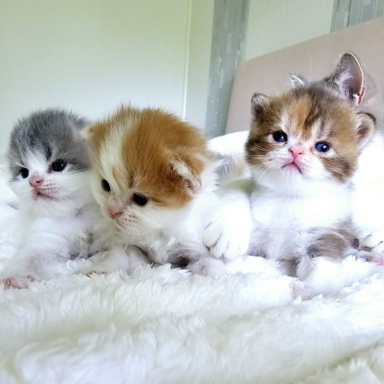 Playful Scottish Straight kittens on couch – red, blue, chocolate bicolors from Pennsylvania cattery