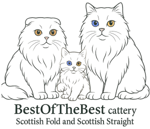 Scottish Fold and Scottish Straight Cats with Odd eyes