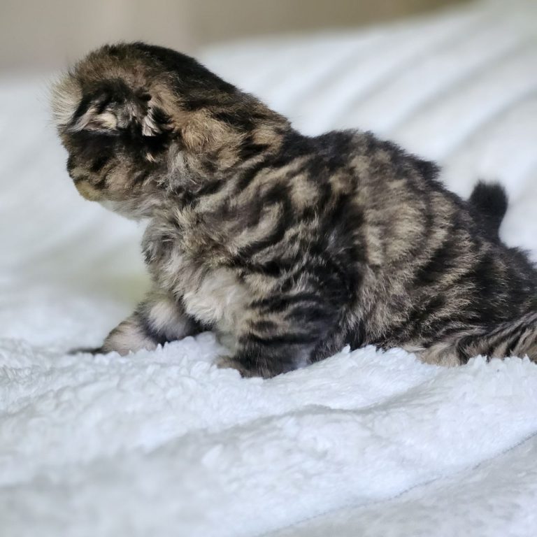 Brown kitten Scottish Fold