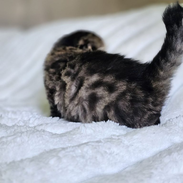 Brown kitten Scottish Fold Longhair