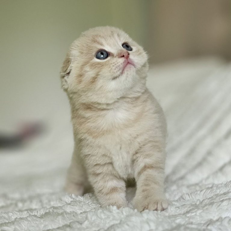 Cream Tabby Scottish fold
