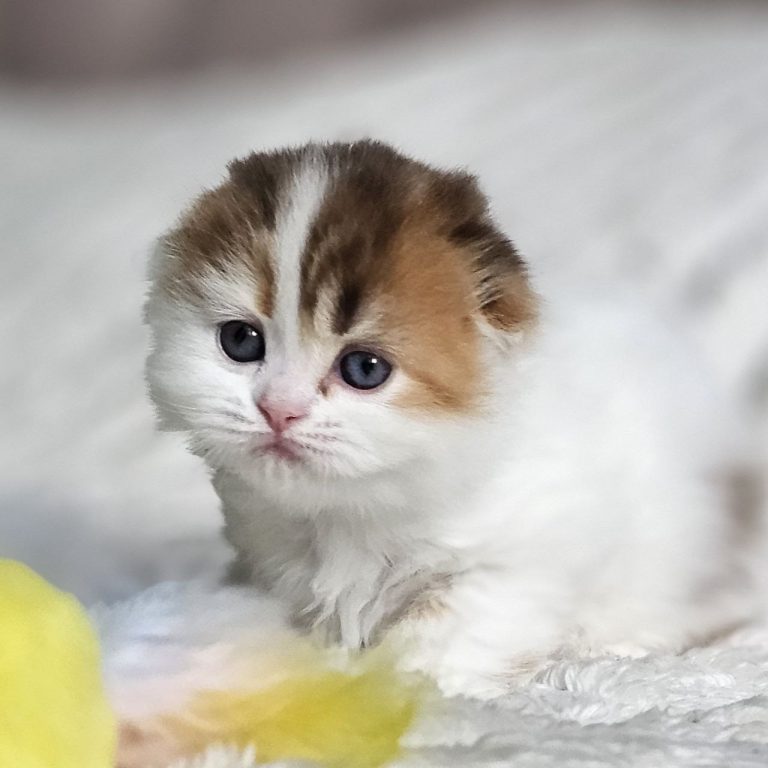Scottish Fold Longhair Chocolate calico tabby