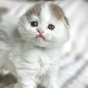 Scottish Fold Longhair Lilac and White tabby