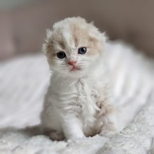 Scottish Fold Longhair boy cream and White tabby