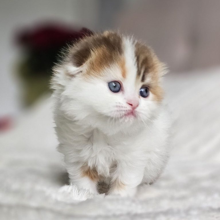 Scottish Fold Longhair color Chocolate calico tabby