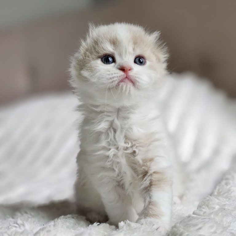 Scottish Fold Longhair cream and White tabby