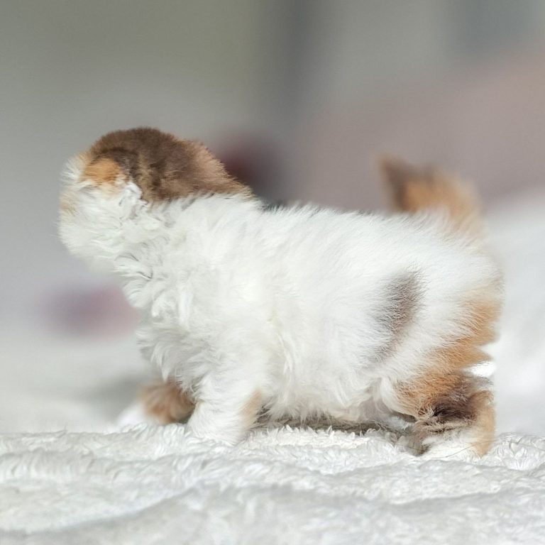 Scottish Fold Longhair female color Chocolate calico tabby