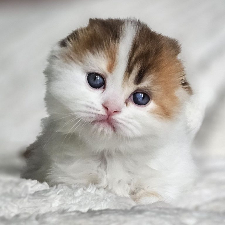 Scottish Fold Longhair girl Chocolate calico tabby