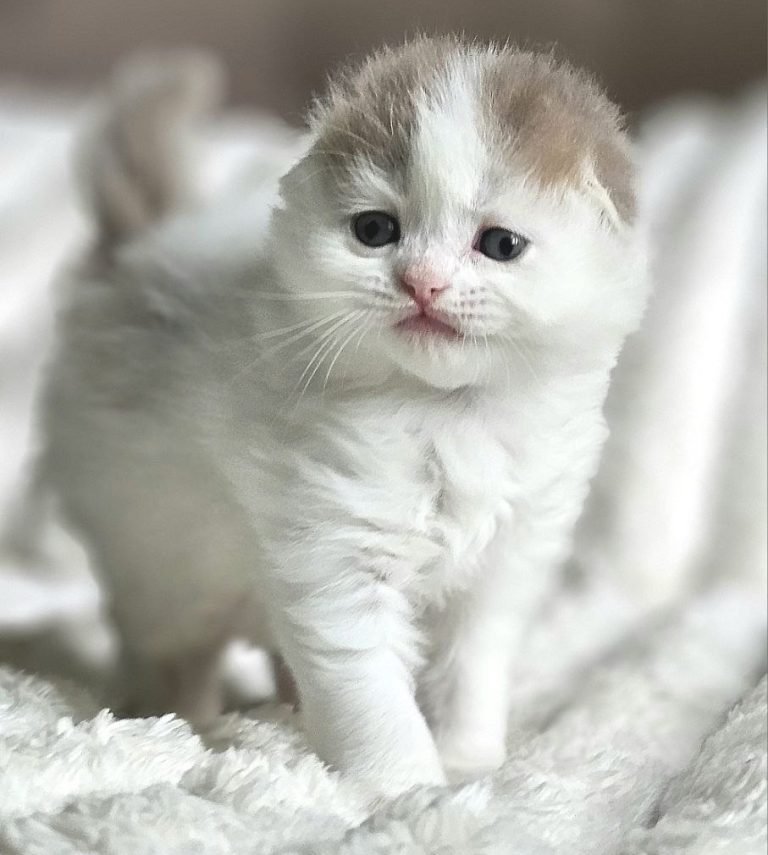 Scottish Fold Longhair girl Lilac and White