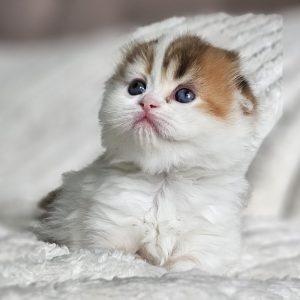Scottish Fold Longhair girl color Chocolate calico tabby
