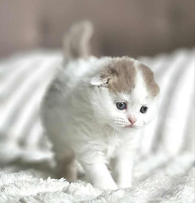 Scottish Fold Longhair girl color Lilac and White tabby