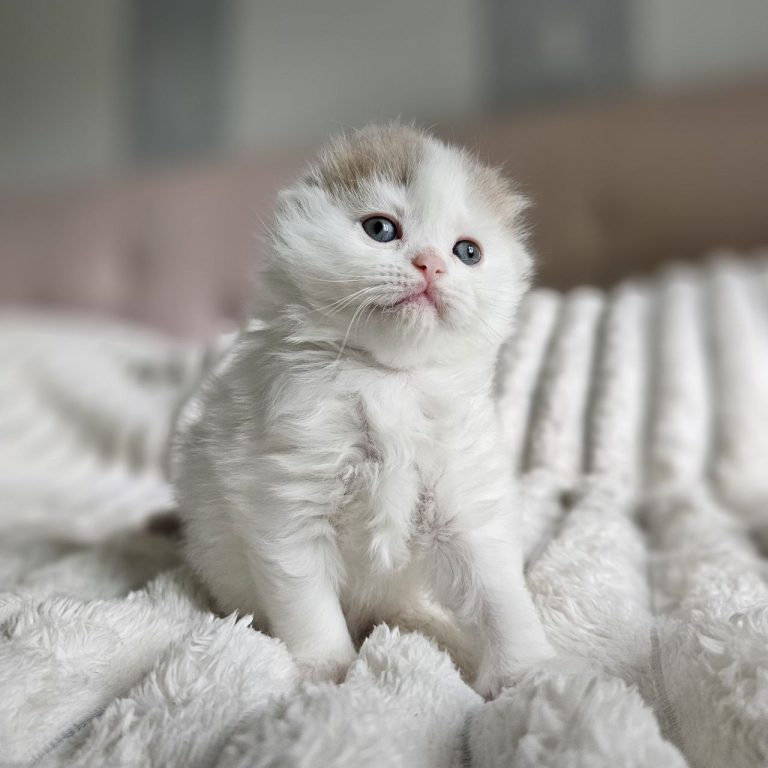 Scottish Fold Longhair kitten Lilac and White tabby