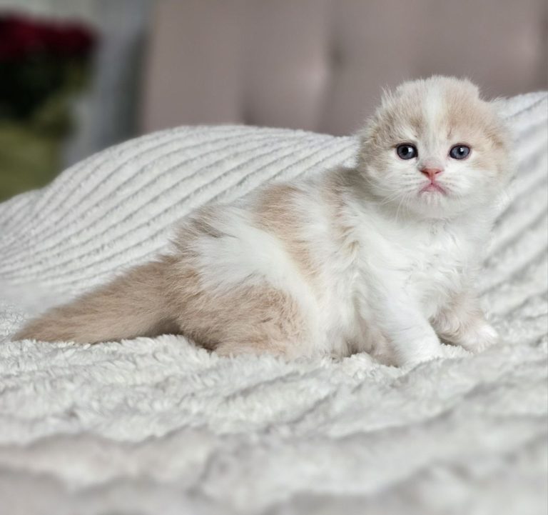 Scottish Fold Longhair kitten color cream and White tabby