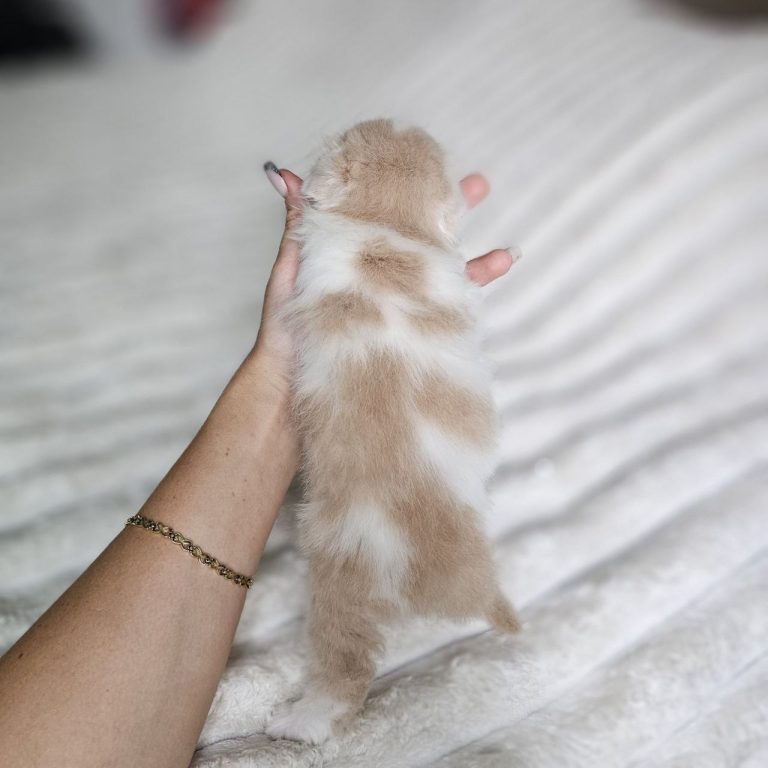 Scottish Fold Longhair kitten cream and White tabby