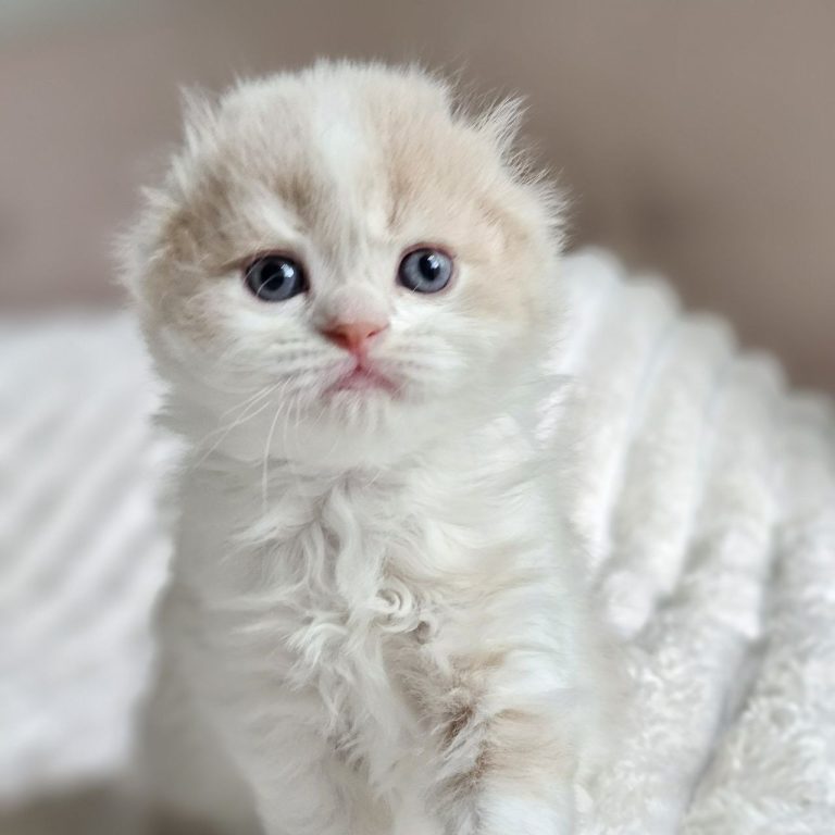 Scottish Fold Longhair kitten cream and White tabby clasic