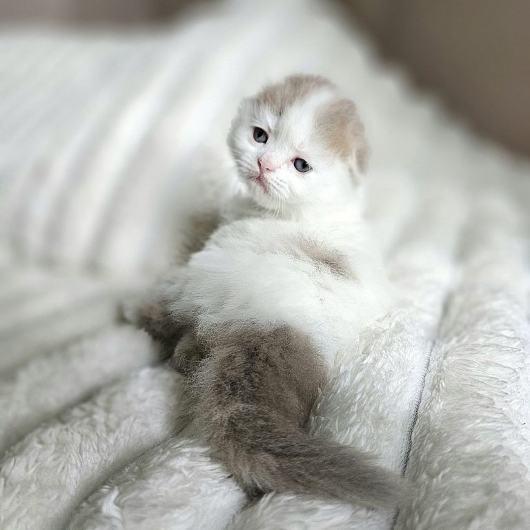 Scottish Fold Longhair kitten girl Lilac and White tabby