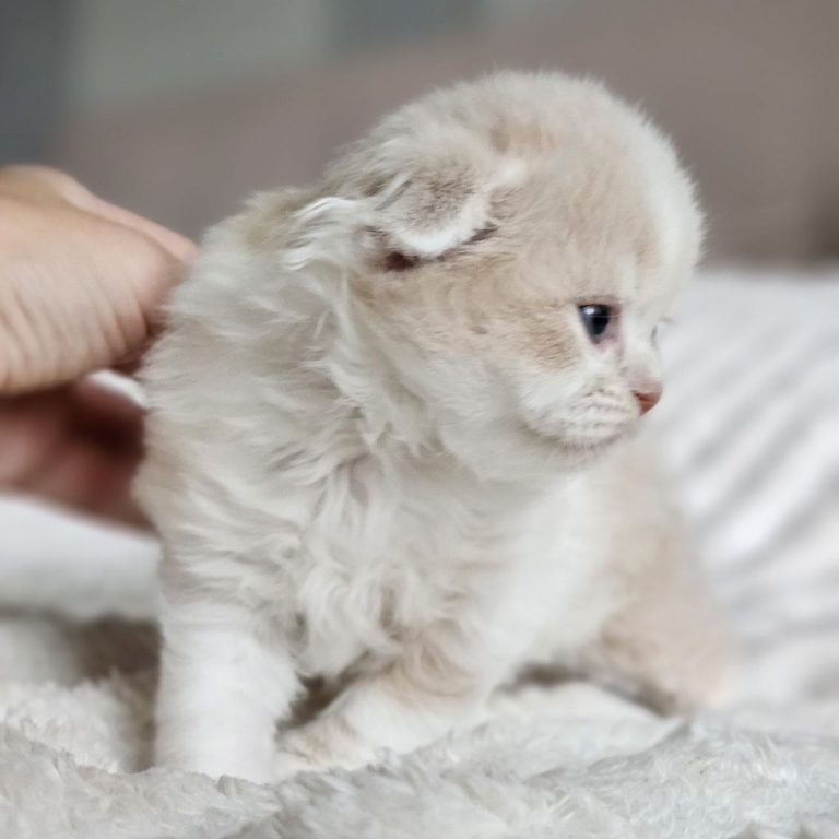 Scottish Fold Longhair male cream and White tabby