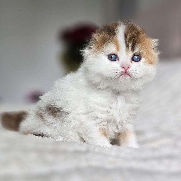 Scottish Fold Longhairl color Chocolate calico tabby