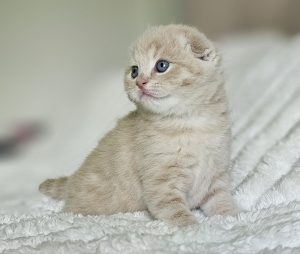 Scottish Fold kitten cream