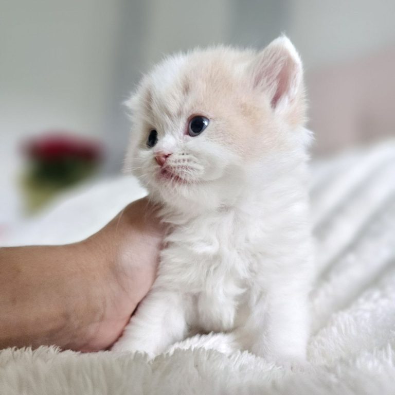 Scottish Sctaight Longhair boy cream and White tabby