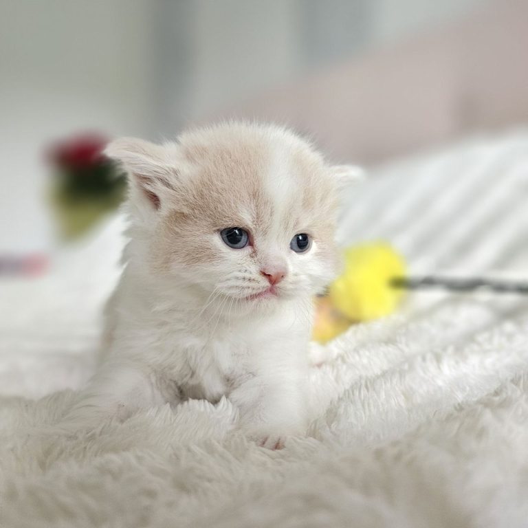 Scottish Sctaight Longhair color cream and White tabby