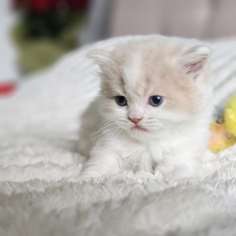 Scottish Sctaight Longhair cream and White tabby