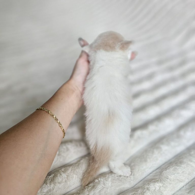 Scottish Sctaight Longhair kitten color cream and White tabby
