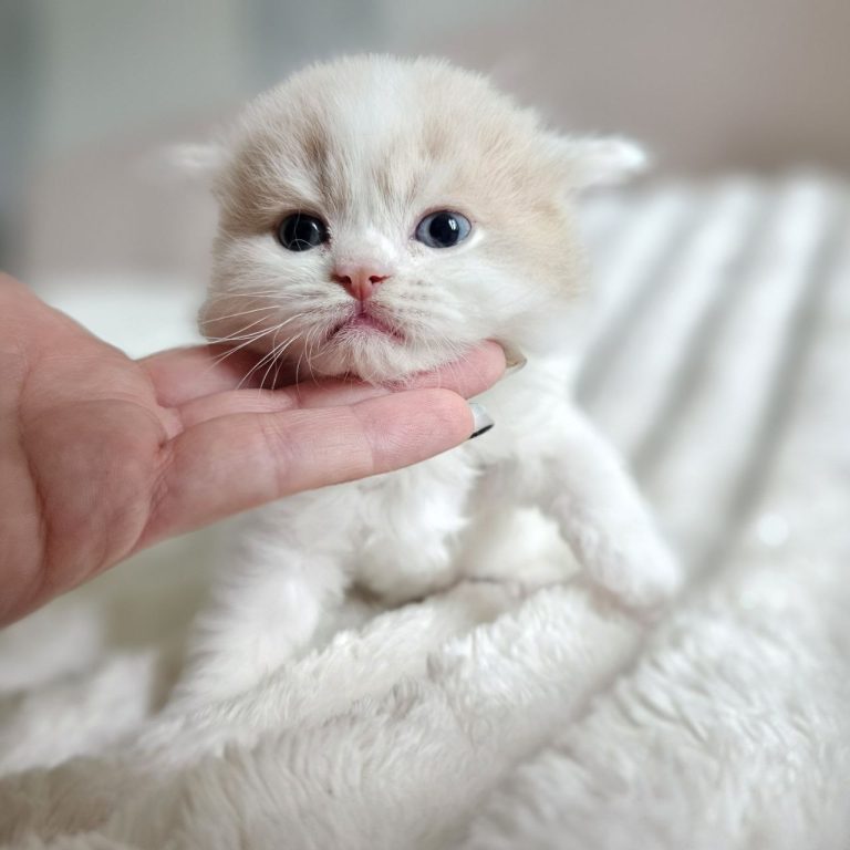 Scottish Sctaight Longhair male cream and White tabby
