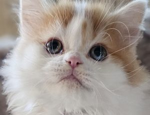 Scottish Straight Longhair kitten Winton with unique rare eyes orange white coat