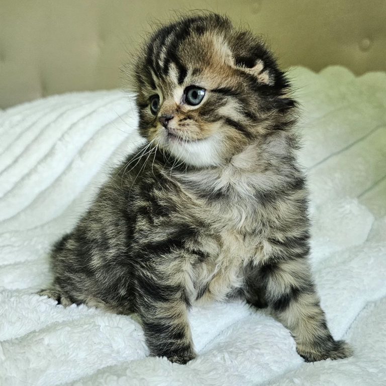 Scottish fold kitten brown