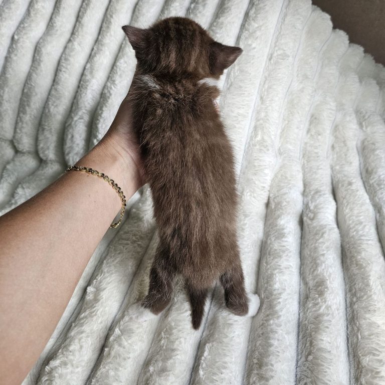Scottish straight chocolate bicolor shorthair