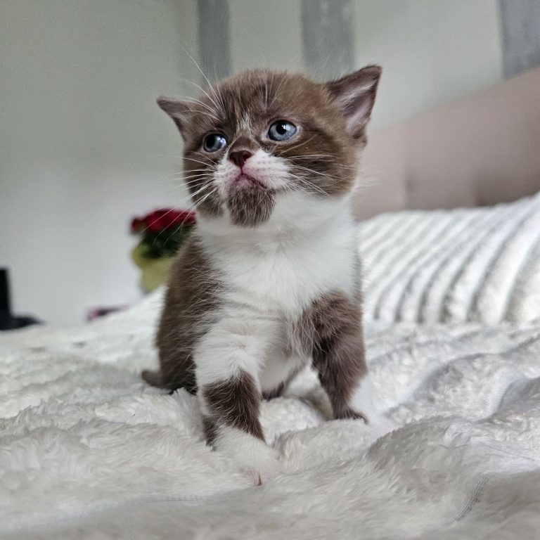 Scottish straight chocolate bicolor shorthair boy