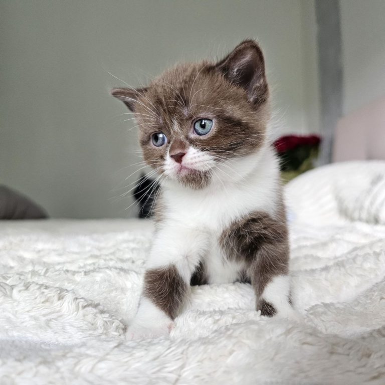 Scottish straight chocolate bicolor shorthair kiten