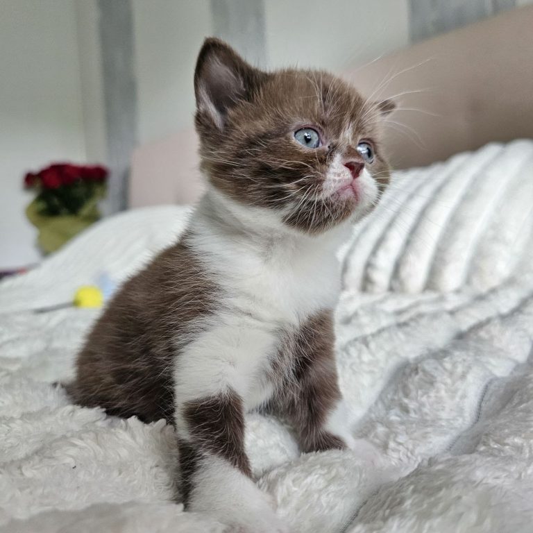 Scottish straight chocolate bicolor shorthair male