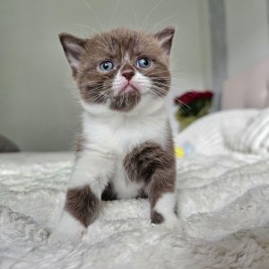 Scottish straight chocolate tabby shorthair