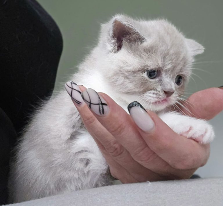 Scottish straight kitten lilac bicolor tabby shorthair