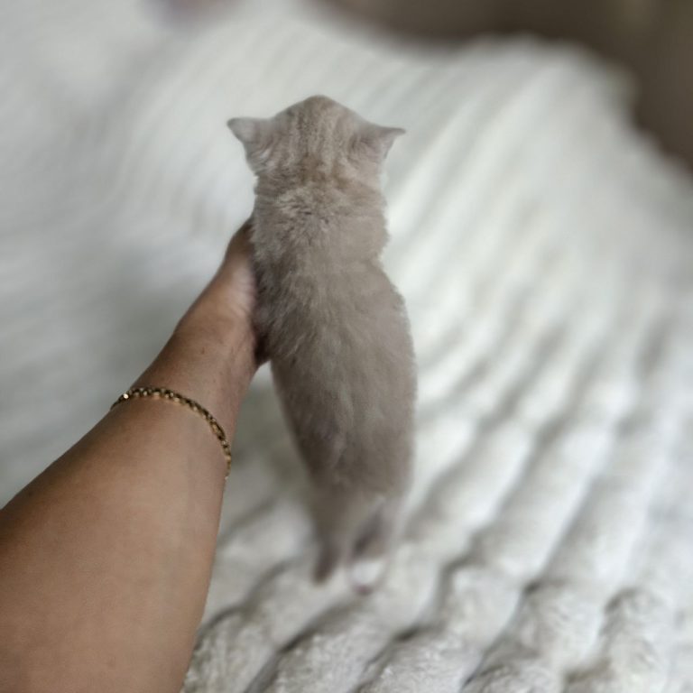 Scottish straight kitten lilac bicolor tabby shorthair boy
