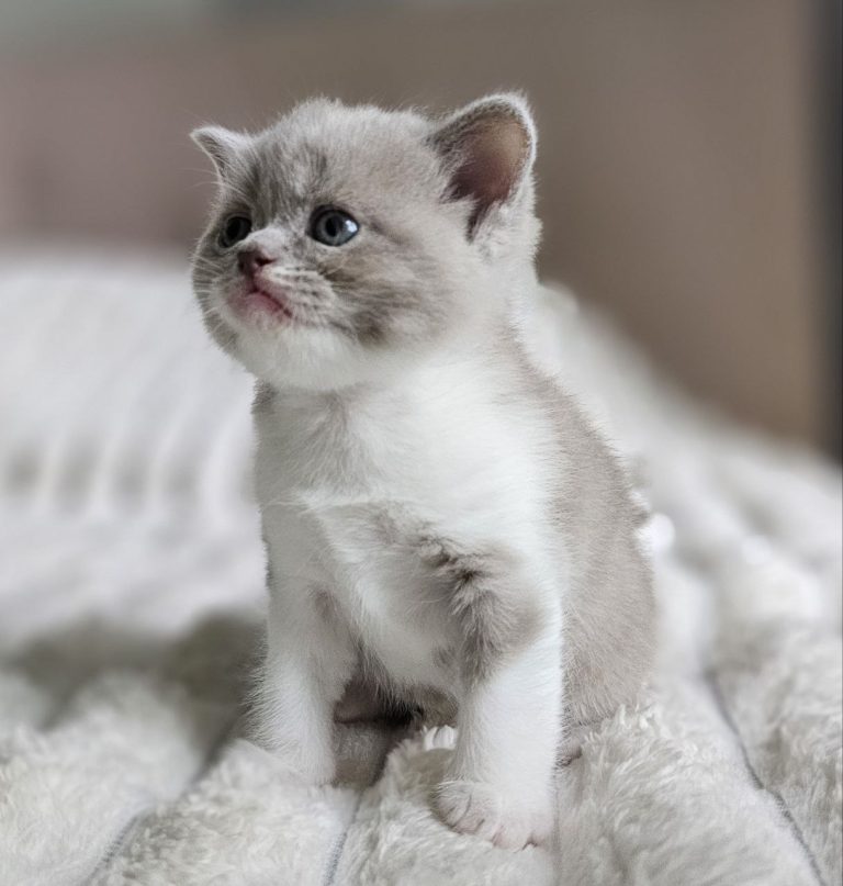 Scottish straight lilac bicolor shorthair boy