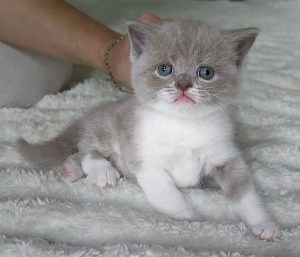 Scottish straight lilac bicolor tabby shorthair