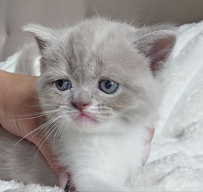 Scottish straight lilac bicolor tabby shorthair boy