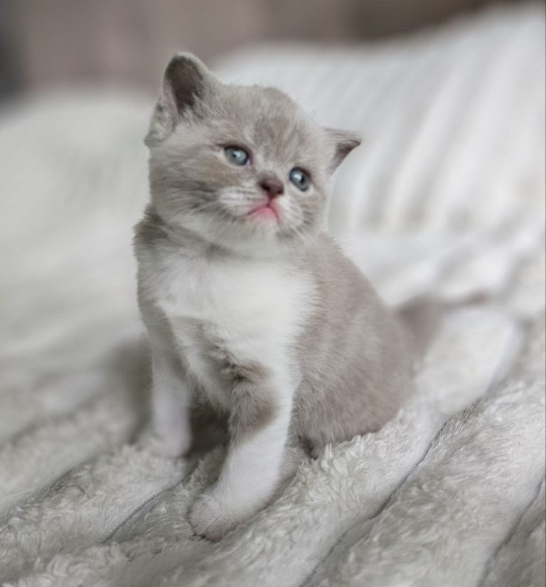 Scottish straight lilac bicolor tabby shorthair male