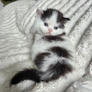 Scottish straight longhair bicolor blac and white boy