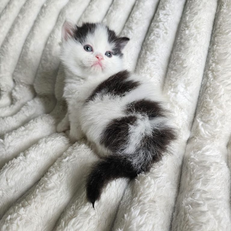 Scottish straight longhair bicolor blac and white tabby
