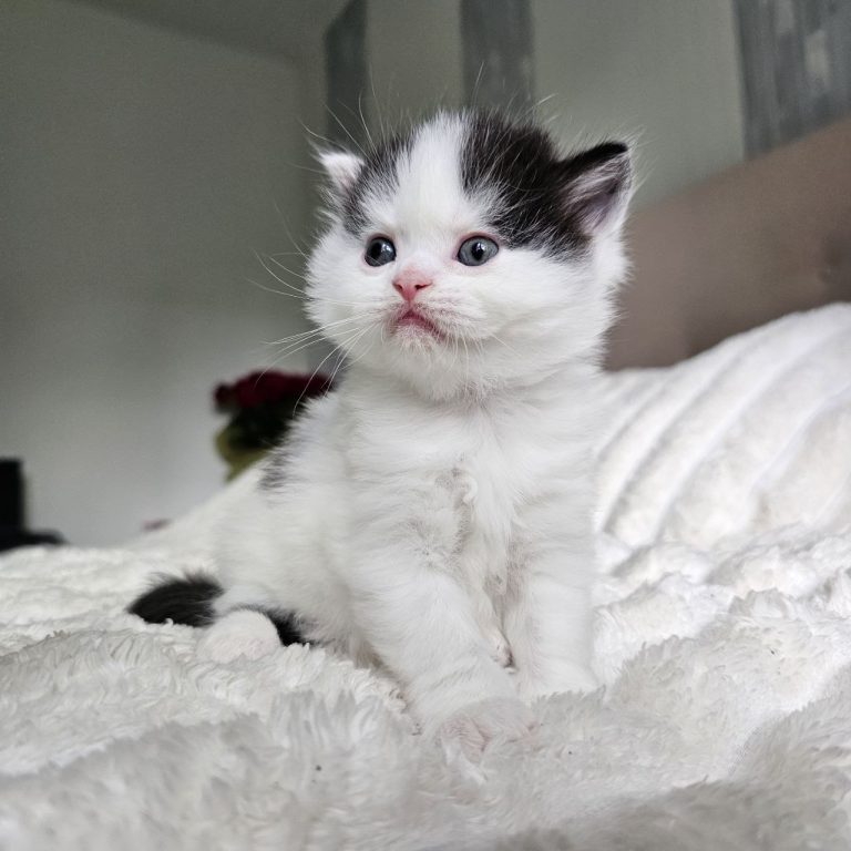 Scottish straight longhair tabby blac and white jpg