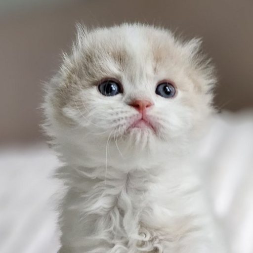Scottish Fold Longhair cream and White tabby, bicolor. Kittens of the cattery Best of the Best
