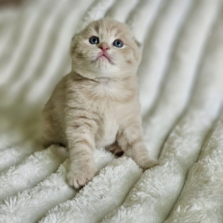 Scottish Fold kitten