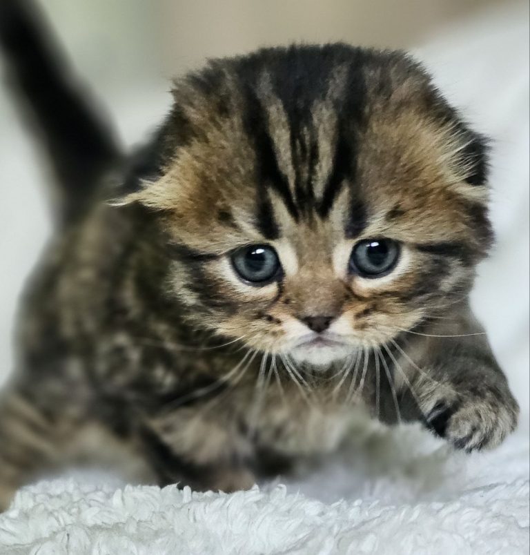 Scottish Fold kitten color Brown